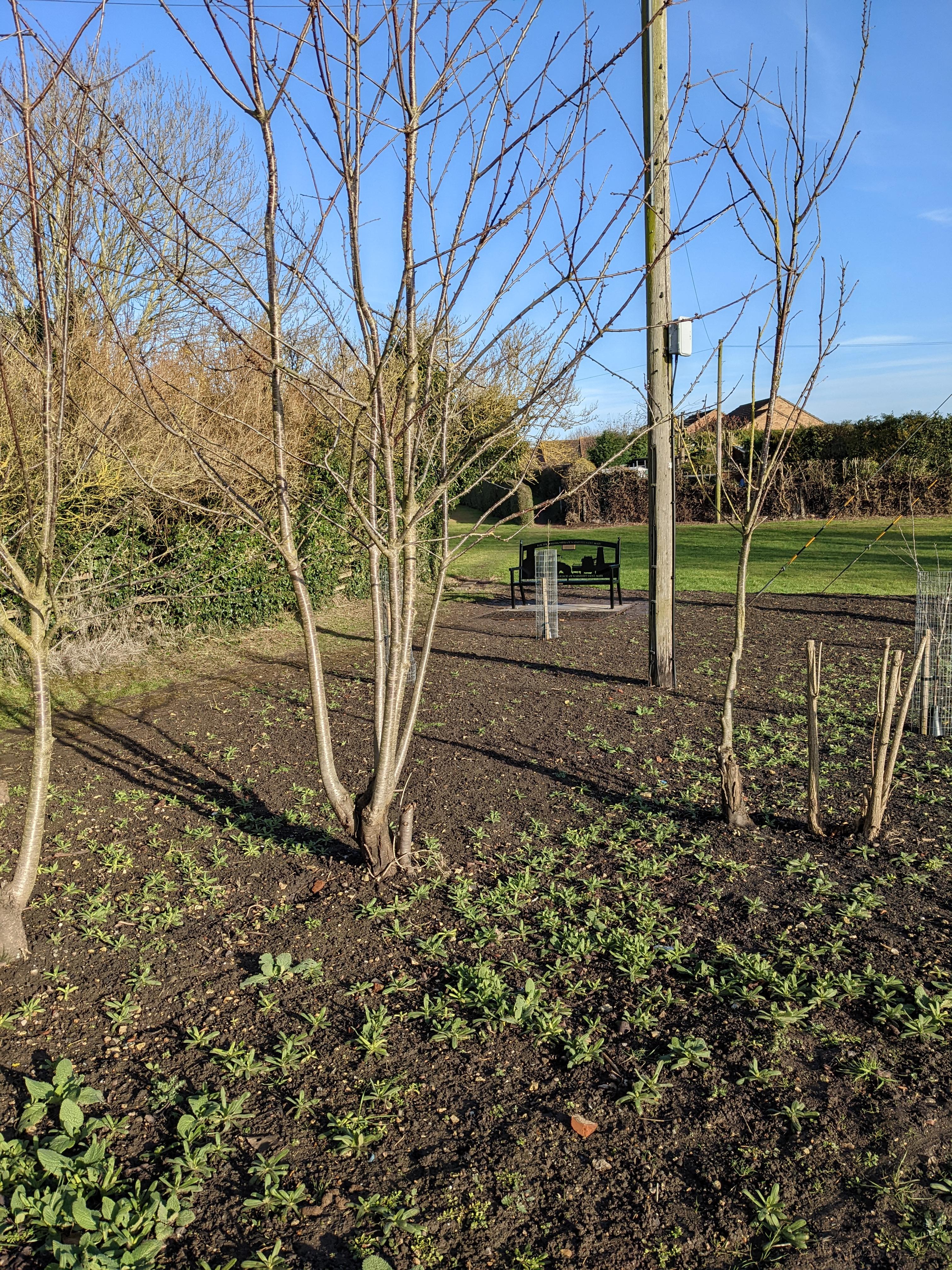 Orchard bench